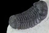 Bargain, Austerops Trilobite - Visible Eye Facets #80664-4